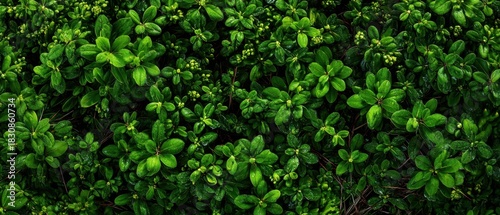Wallpaper Mural The Green Foliage Groundcover Creating a Lush Texture of Vibrant Healthy Leaves Torontodigital.ca