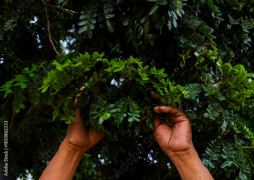 Indigenous Man Holding Tree Branches Pau Brasil Tree and Plant