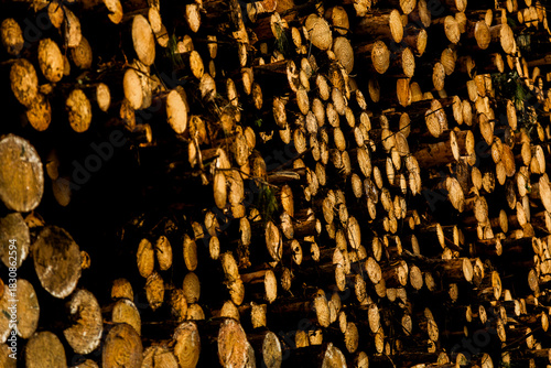Massive stack of cut logs outdoors, representing forestry production and raw material processing.