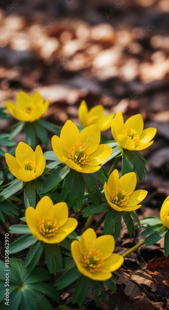 Obraz premium Bright yellow winter aconite flowers blooming in forest floor