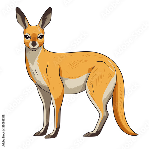 A cartoon flat illustration of a kangaroo standing, representing wildlife and an Australian animal character in a simple and clean style