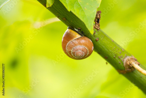 A beautiful small garden snail resting on the stalk of a plant. Seasonal summer scenery in garden in Latvia, Europe.