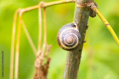A beautiful small garden snail resting on the stalk of a plant. Seasonal summer scenery in garden in Latvia, Europe.