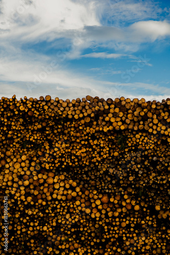 Massive stack of cut logs outdoors, representing forestry production and raw material processing.