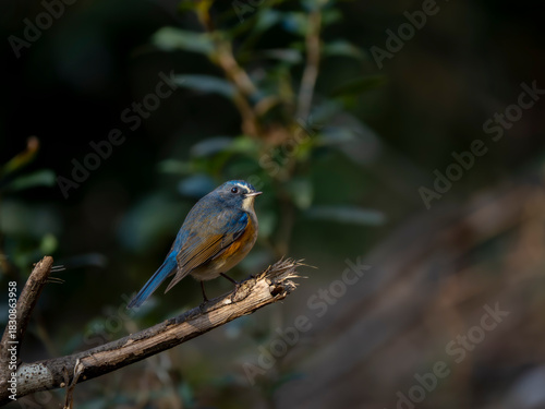 森の中で周りを見渡しているルリビタキの雄の振り返りポーズ