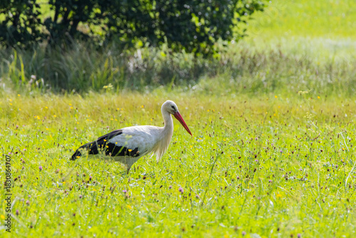 Storch auf der Wiese