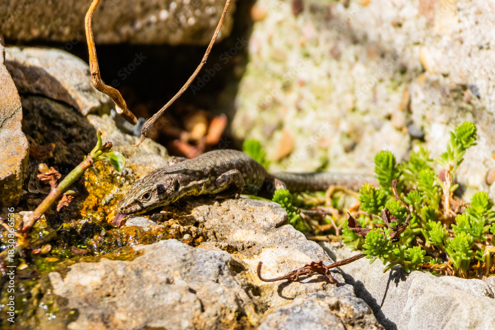 Fototapeta premium Eidechse