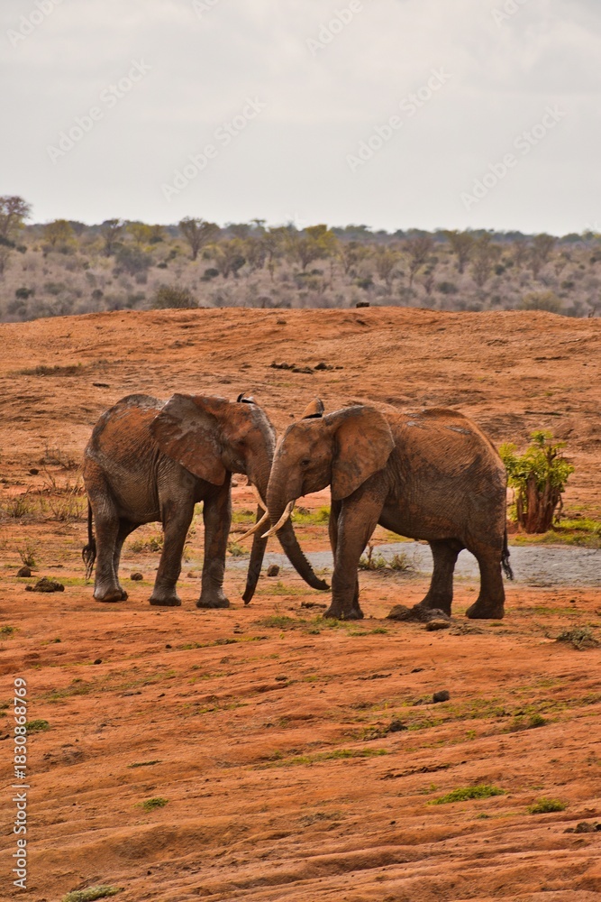 Fototapeta premium Elephants Hug Each Other With Their Trunks