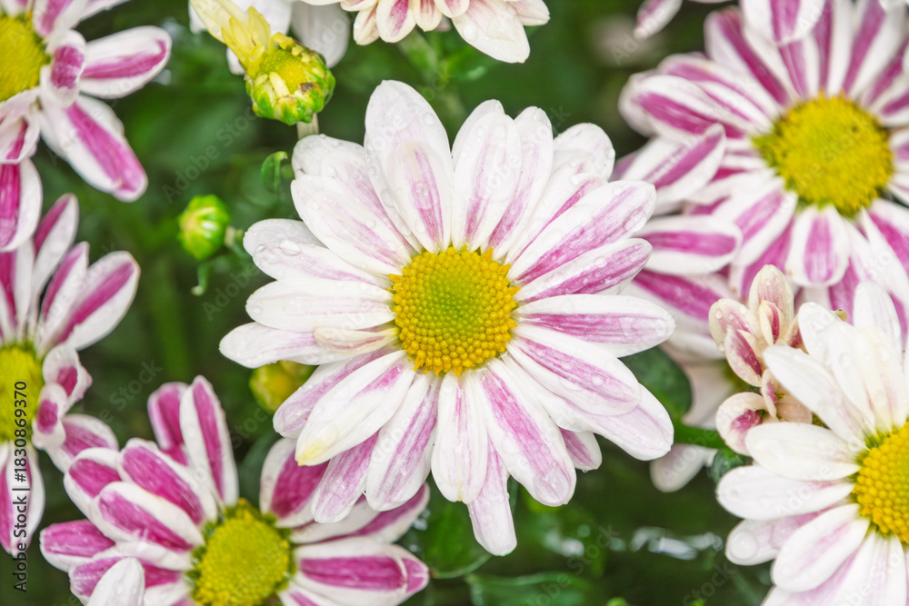 Fototapeta premium 雨の雫で濡れた白と紫の菊の花
