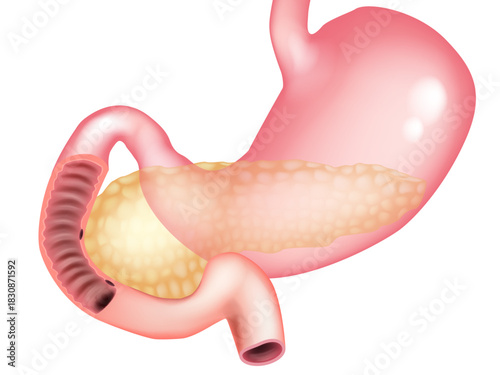 Human Digestive System Stomach and Pancreas. Anatomical position and structure of the organs within the digestive system,  stomach, pancreas, and part of the duodenum.