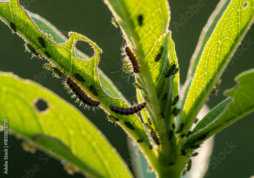 Extreme close-up of plant stem and leaves eaten by caterpillars and infested with green aphids