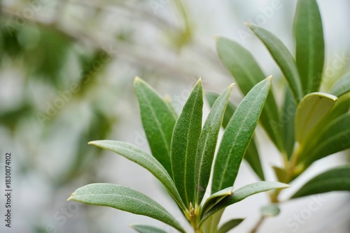 Close-Up of Olive Leaves – Mediterranean Botanical Texture and Nature Detail