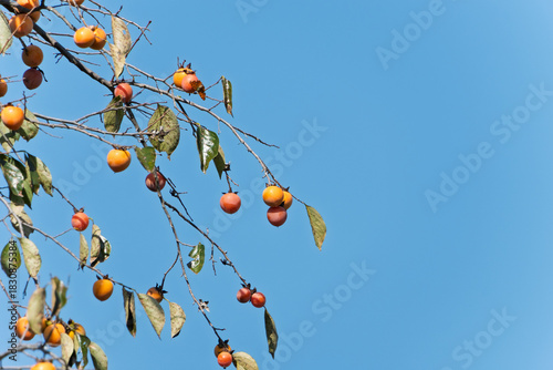 快晴の青空を背景に実る秋の味覚の柿とコピースペース