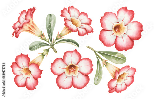 Natural desert rose flowers with soft red edges in watercolor.