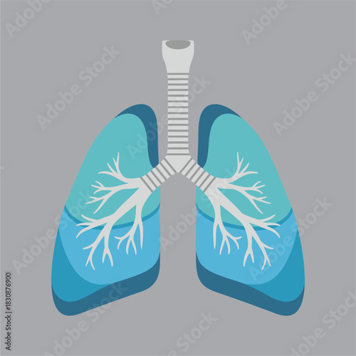 Flat design respiratory system vector diagram, geometric lungs and trachea, clean and modern