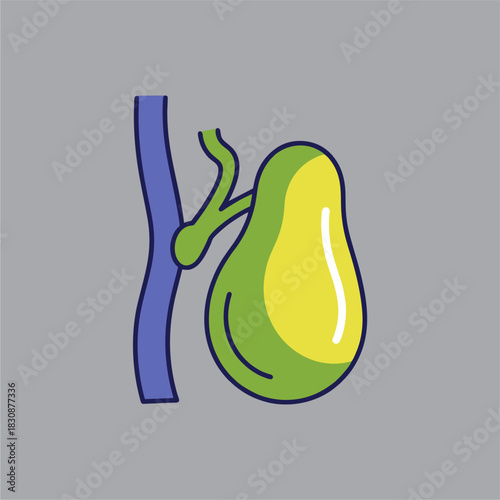 Flat vector gallbladder illustration, simplified organ shape, modern infographic color scheme