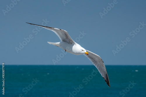Mouette en vol