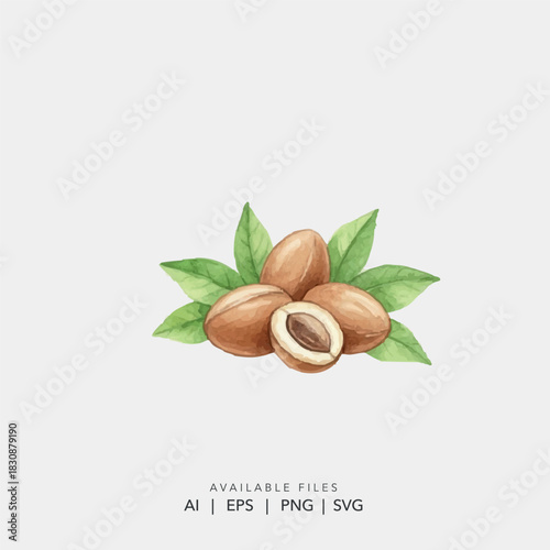 Hand Drawn Watercolor Argan Nut and Green Leaves, Natural Moroccan Argania Spinosa Fruit 