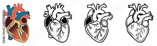 Heart Anatomy Cutaway Diagram Human Circulatory System