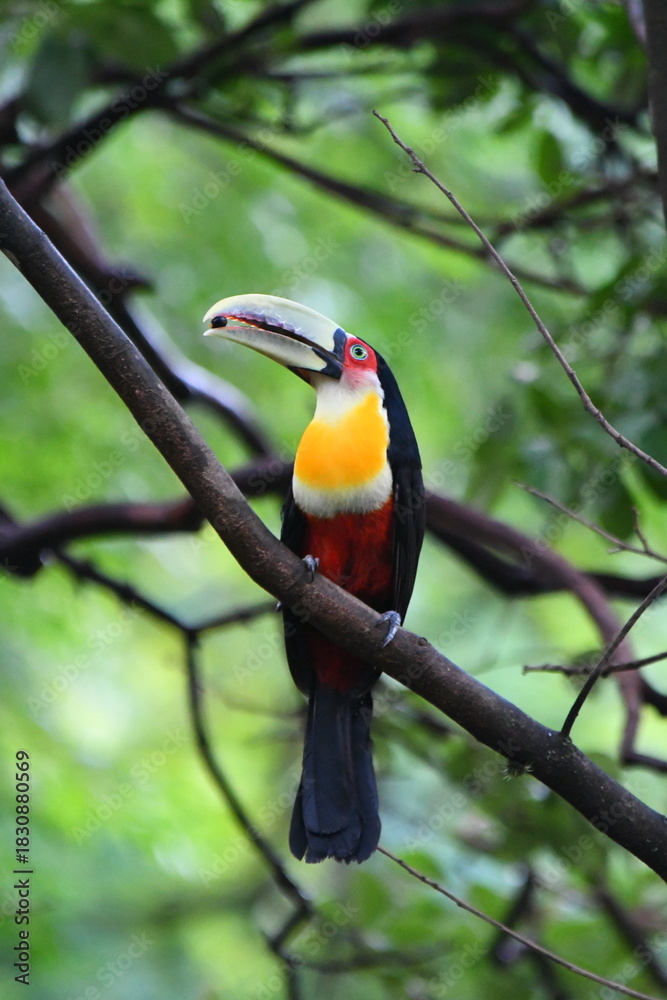Fototapeta premium toucan on a branch