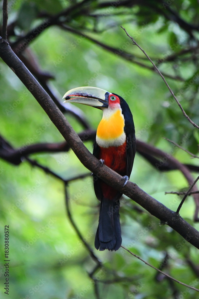 Fototapeta premium toucan on a branch