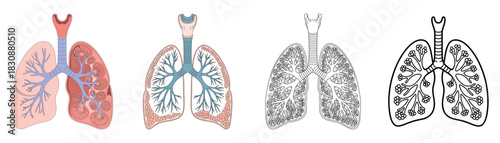 Lung Anatomy Cutaway Illustrations with Detailed Structure and Cross-Sections