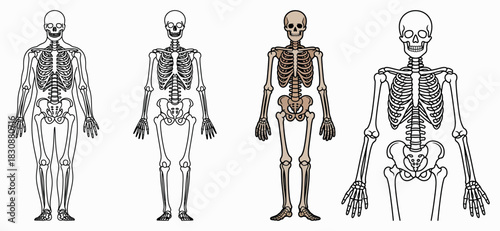 Cutaway Illustration of Human Skeleton in Various Poses