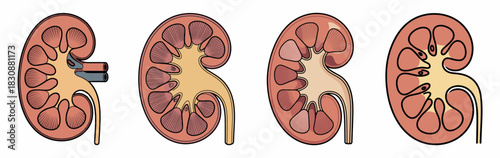 Kidney Anatomy and Function Diagram with Detailed Cutaway