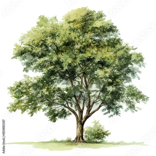 watercolor vector of Black Walnut Tree, isolated on a white background.