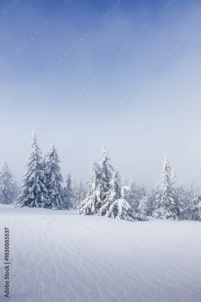 Naklejka premium Winter natural background. Foggy mountain forest with snow covered frozen trees. Cold weather in frosty landscape