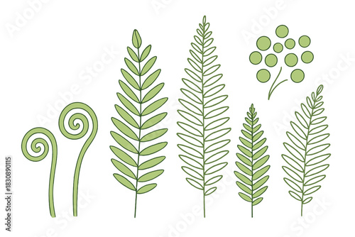 Stylized green fern leaves, young fiddleheads, and spore clusters botanical elements