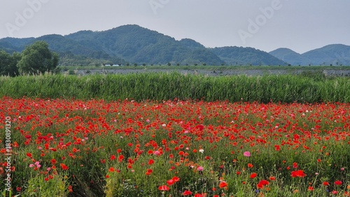 Vivid red poppy flower field in early summer, stretching across open meadows with bright sunlight and clear sky, captured with vibrant colors and strong seasonal atmosphere.