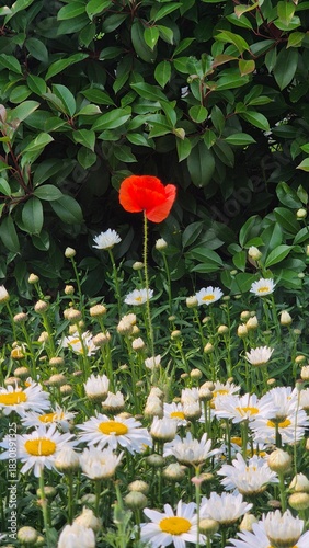 Vivid red poppy flower field in early summer, stretching across open meadows with bright sunlight and clear sky, captured with vibrant colors and strong seasonal atmosphere.