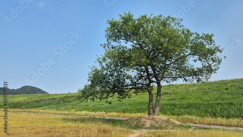 Lone tree standing in an open green field with rolling hills and a clear blue sky, creating a peaceful and spacious summer landscape.