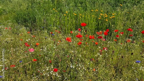 Vivid red poppy flower field in early summer, stretching across open meadows with bright sunlight and clear sky, captured with vibrant colors and strong seasonal atmosphere.