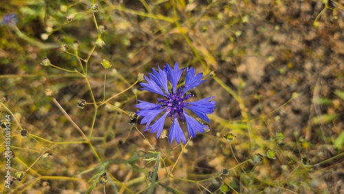 Close-up of vibrant blue and purple wildflowers in a summer meadow, detailed petals and textures captured with shallow depth of field for a soft and delicate botanical look.