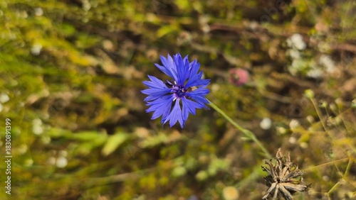 Close-up of vibrant blue and purple wildflowers in a summer meadow, detailed petals and textures captured with shallow depth of field for a soft and delicate botanical look.