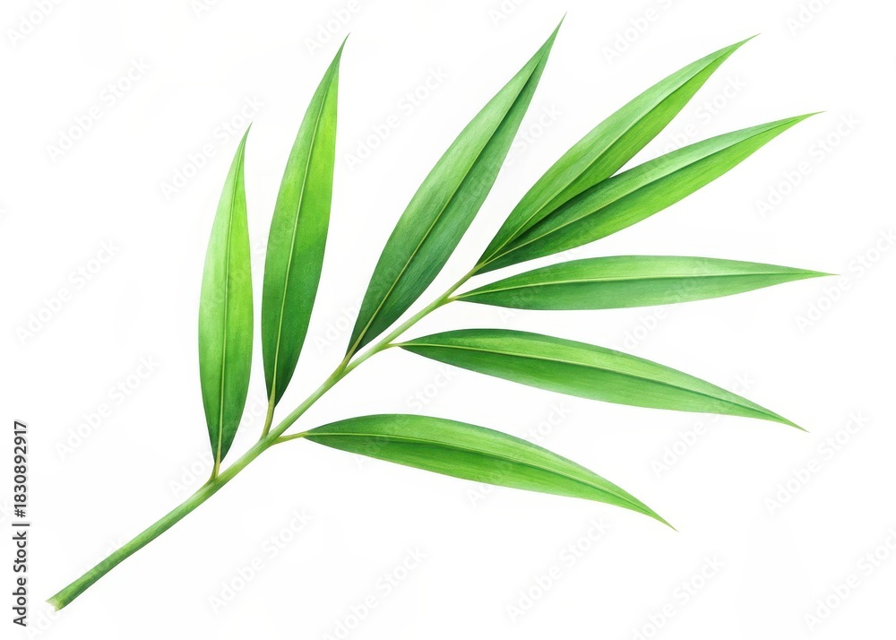 Fototapeta premium delicate green bamboo leaf isolated on a clean white background