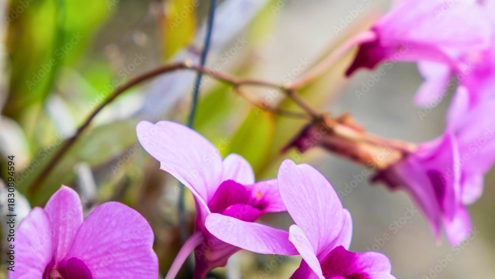 Fototapeta premium Delicate pink orchids blooming in soft focus