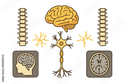 Central nervous system anatomy showing brain spinal cord and neuron structure