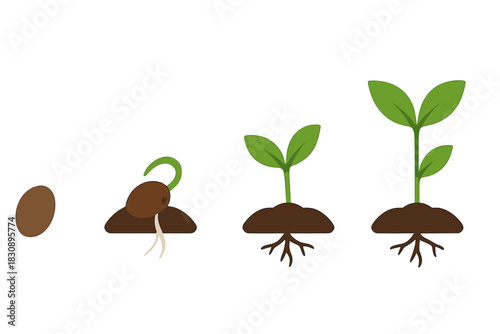 Sequential stages of plant growth from seed to seedling showing germination and development