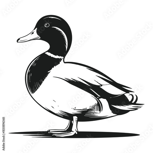 duck vector illustration