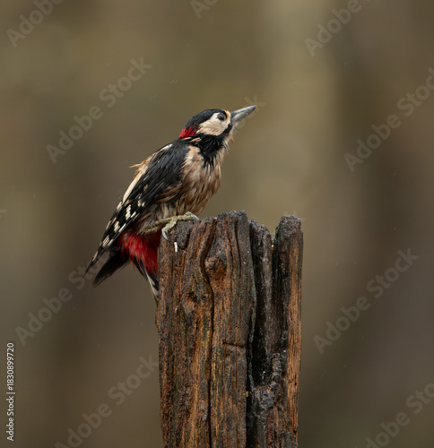 Great spotted woodpecker