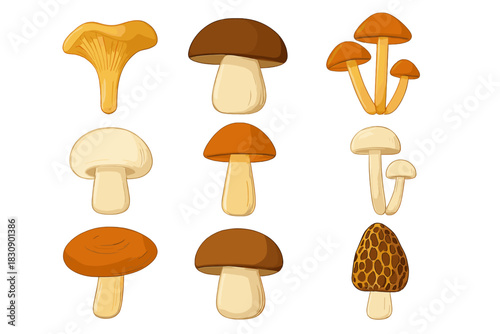 Detailed collection of various edible and wild forest mushrooms isolated on a white background