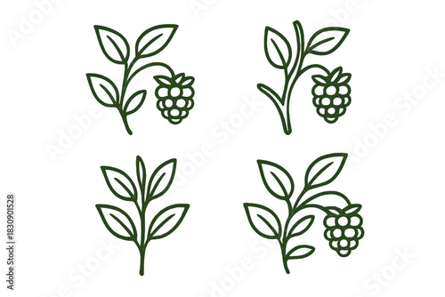 Minimalist organic design elements showing raspberry branches and fresh fruit