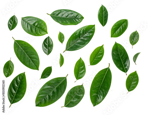 Green leaves isolated on a transparent background.