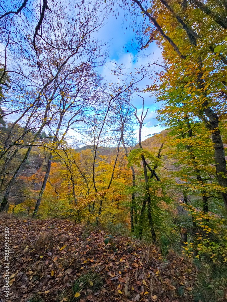 Fototapeta premium Autumn Gaze Into the Sky