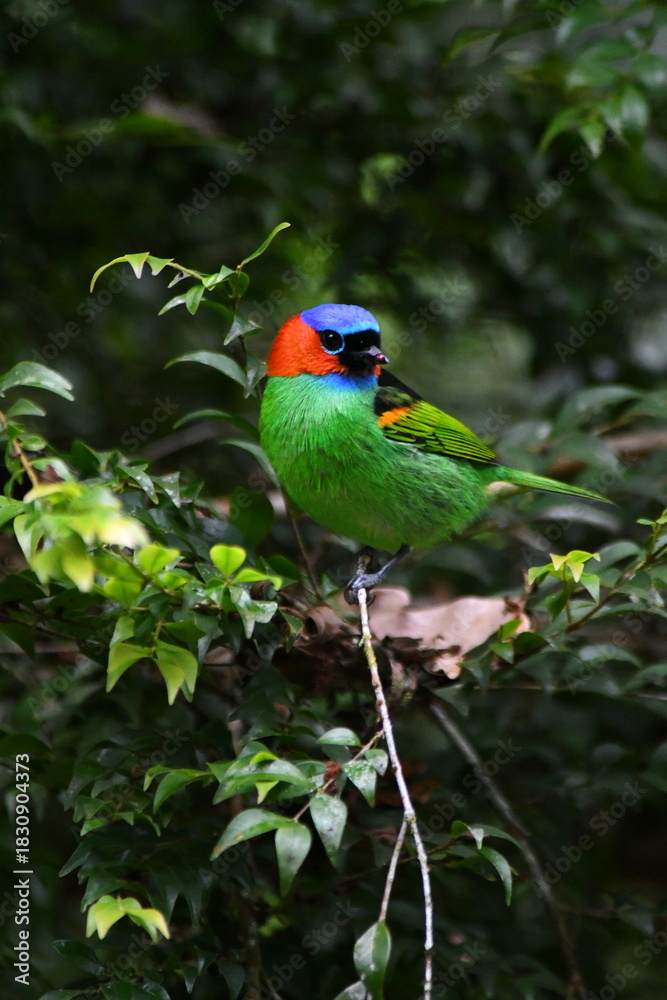 Obraz premium Red-necked Tanager on branch