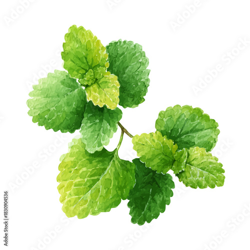 watercolor vector of Lemon Balm, isolated on a white background.