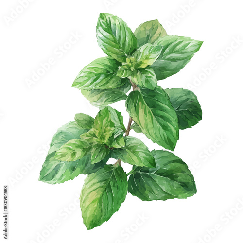 watercolor vector of Peppermint, isolated on a white background.